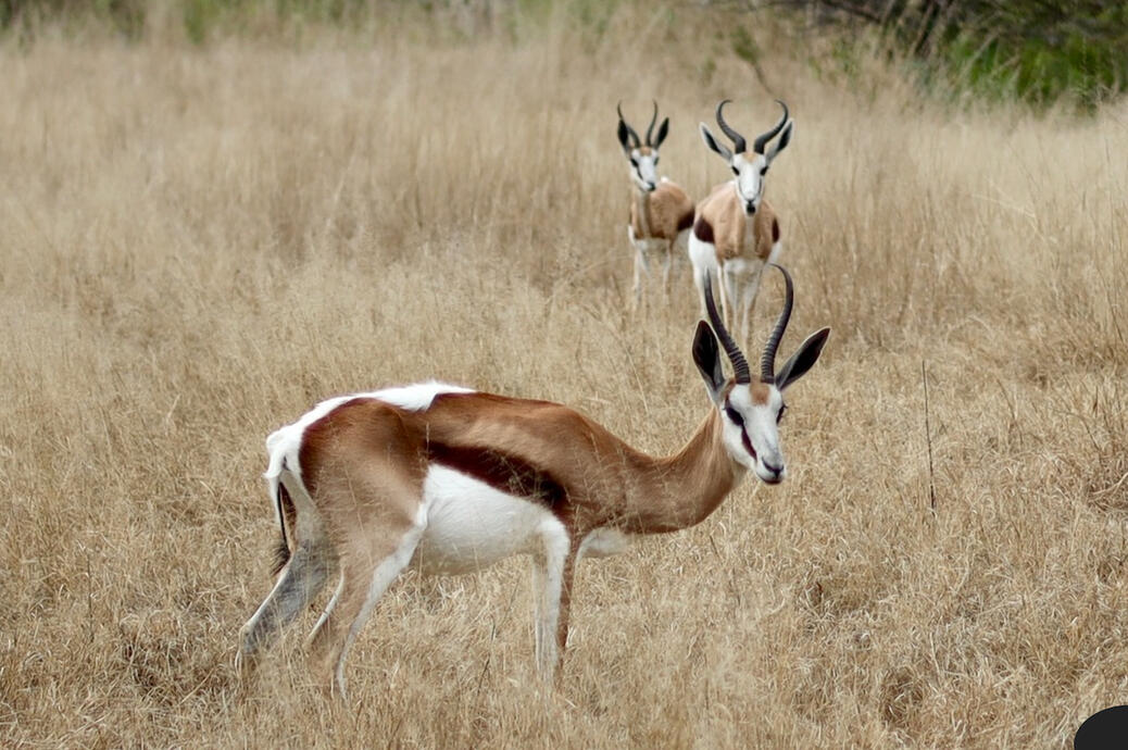 Wildlife Photography